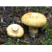 Мицелий Груздя желтого / Груздь ямчатый ( Lactarius scrobiculatus)